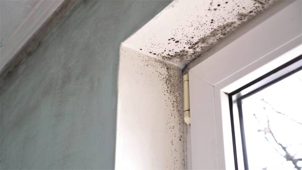 Best Black Mold Removal  in Mount Olive, MS