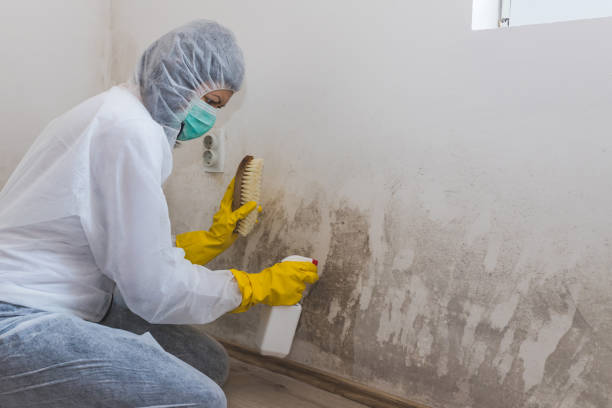 Best Biohazard Mold Removal  in Mount Olive, MS